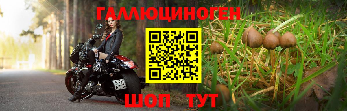 Псилоцибиновые грибы прущие грибы  Вход с VPN  Черногорск  Псилоцибиновые грибы Psilocybine cubensis 